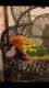 Conure