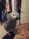 African Grey