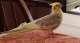 Cockatiel