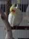 Cockatiel