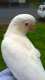 Cockatoo
