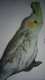 Cockatiel