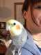 Cockatiel