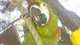 Macaw