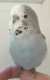 Budgerigar