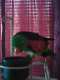 Bourke's Parakeet