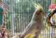 Cockatiel