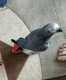 African Grey