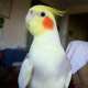 Cockatiel