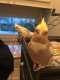 Cockatiel