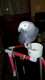 African Grey