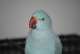 Indian Ringneck Parakeet