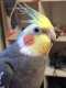 Cockatiel
