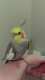 Cockatiel