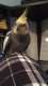 Cockatiel