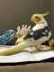 Cockatiel