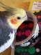 Cockatiel