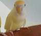 Lovebird