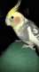 Cockatiel