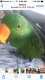 Eclectus