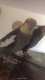 Cockatiel