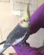 Cockatiel