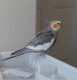 Cockatiel