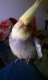 Cockatiel