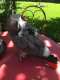 African Grey