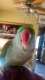 Alexandrine