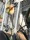 Cockatiel