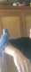 Indian Ringneck Parakeet