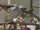 African Grey