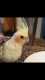 Cockatiel