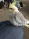 Cockatiel