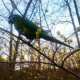 Macaw