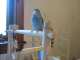 Parrotlet