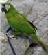 Macaw