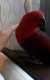 Eclectus