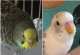 Budgerigar