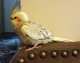 Cockatiel
