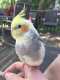 Cockatiel