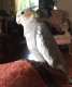 Cockatiel