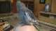 Cockatiel