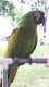 Macaw