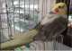 Cockatiel