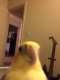 Cockatiel