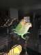 Lovebird