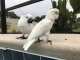 Cockatoo