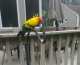 Conure